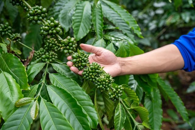 Botanical raw materials being inspected at origin